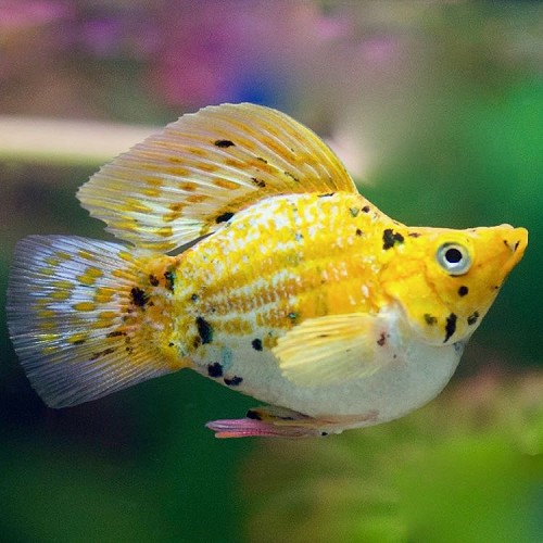 Poeciliidae sphenops Balloon leopard - Ballon leopard molly M